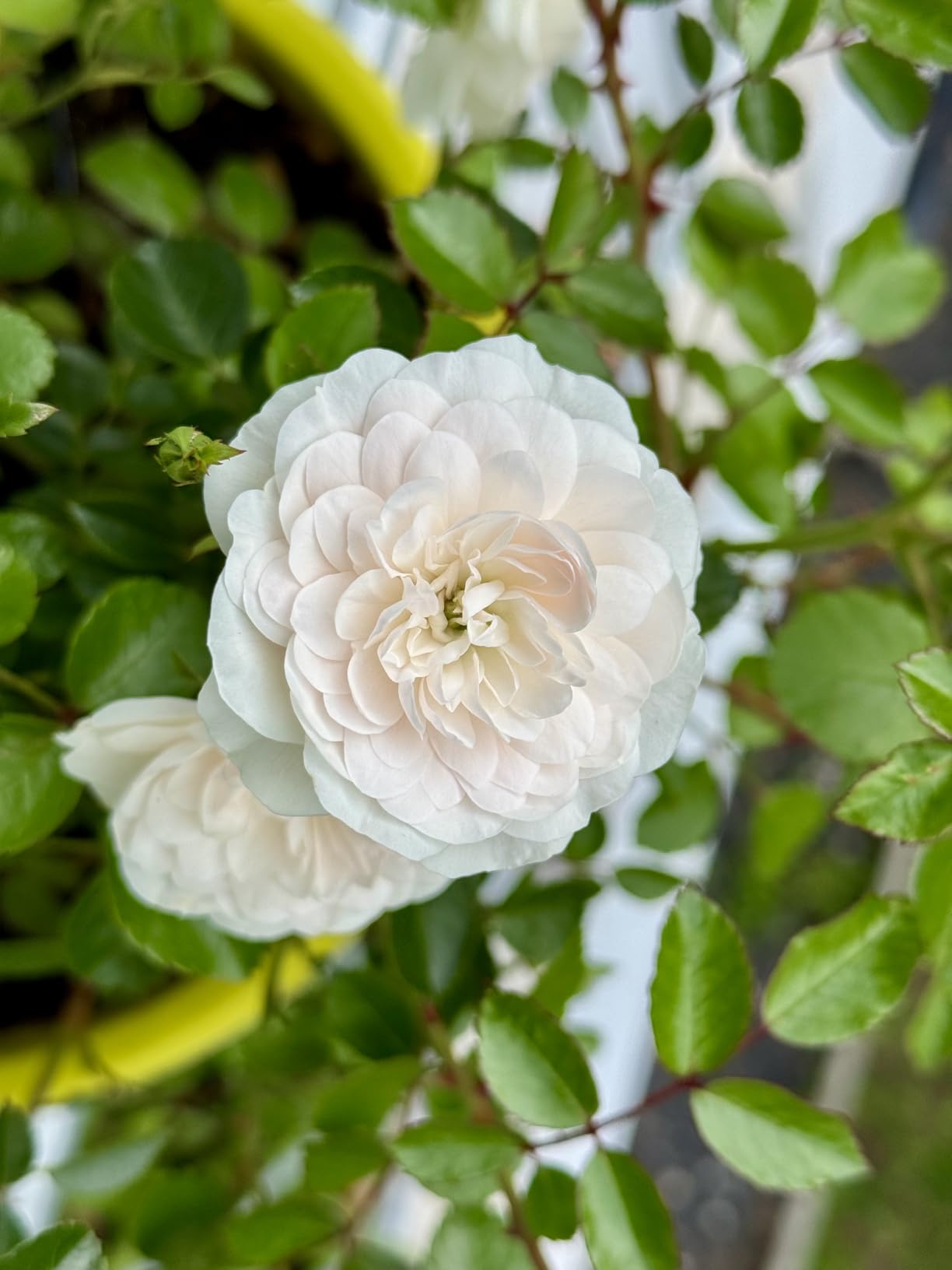 Süße robuste Rose