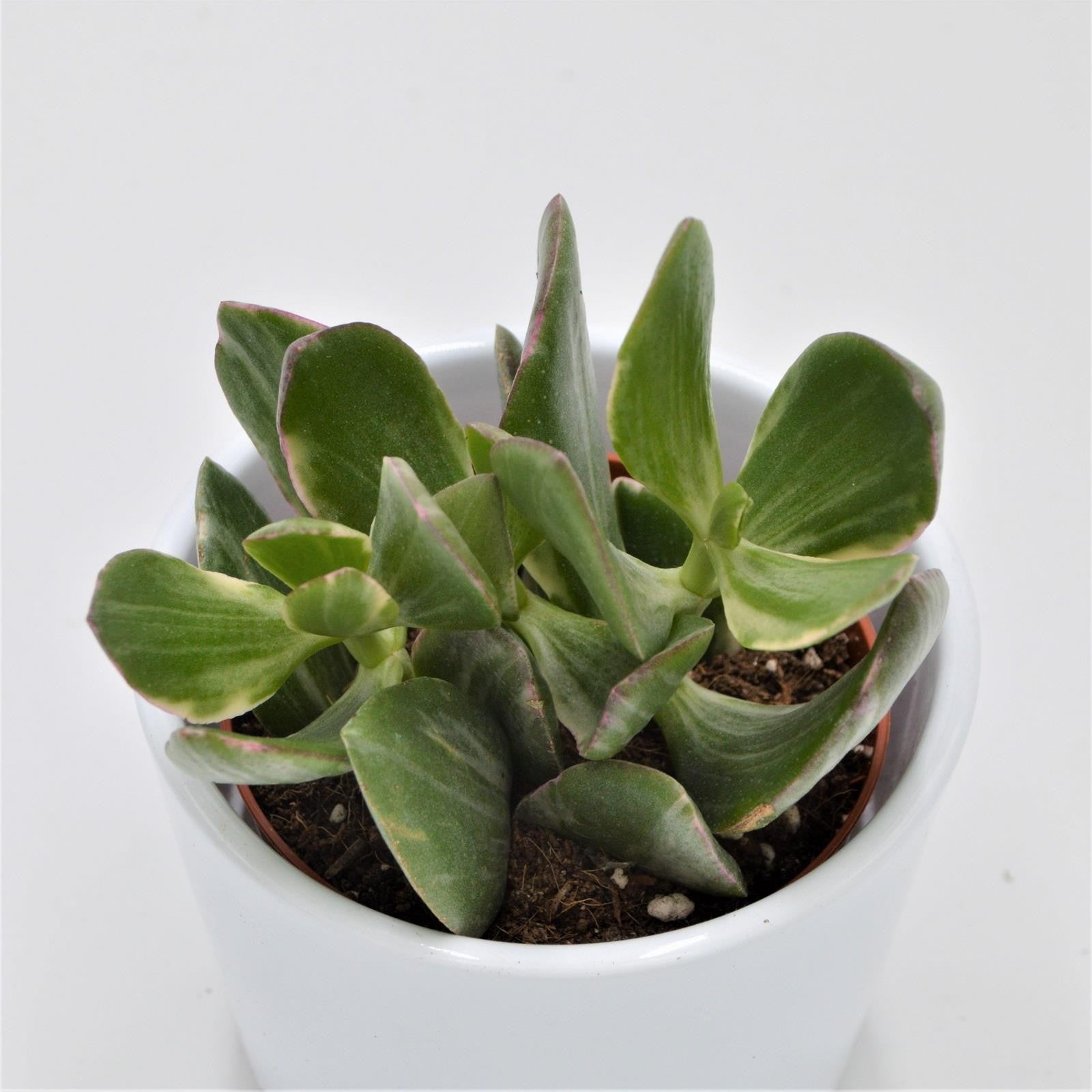 pasiora-crassula-ovata-f-variegata-8-5cm image 1