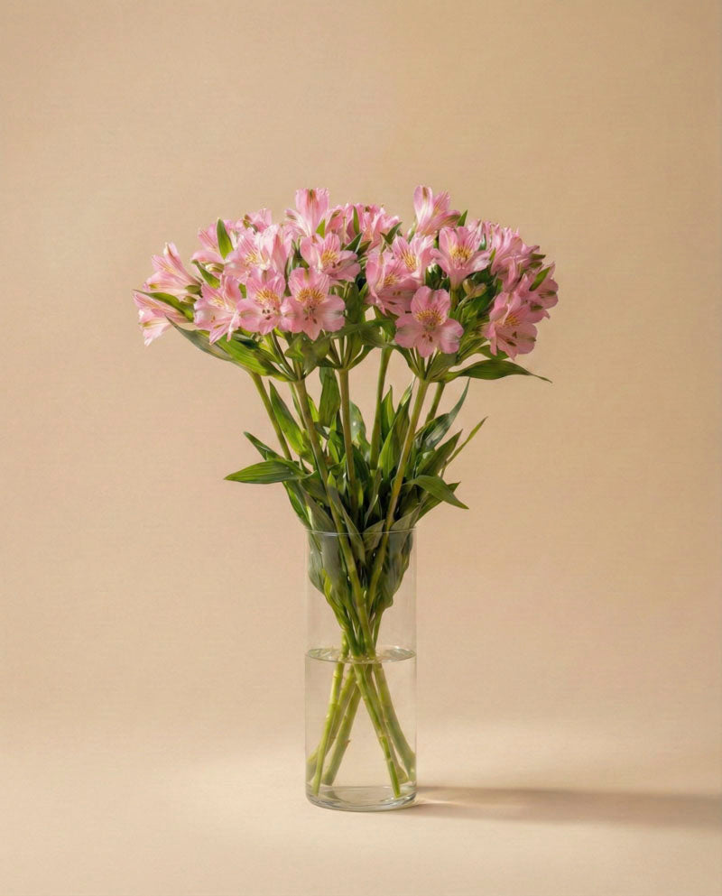 feey-alstroemeria-rosa-schnittblumen image 5