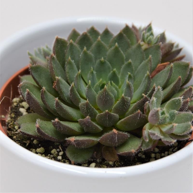 pasiora-echeveria-scorpio-sukkulente-8-5-cm-topf image 1