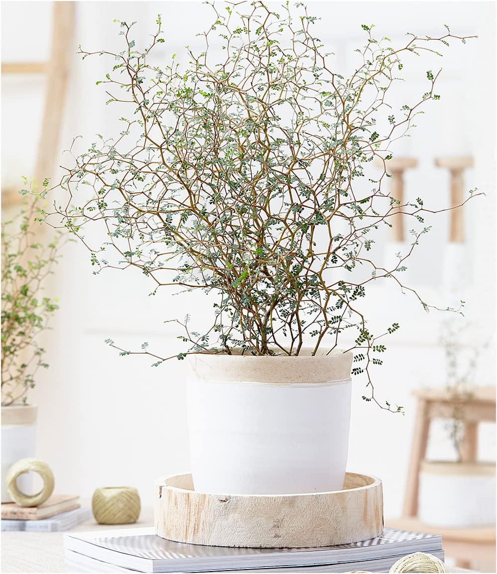 baldur-garten-maori-sophora-little-baby-11-cm-topf-zimmerpflanze image 2