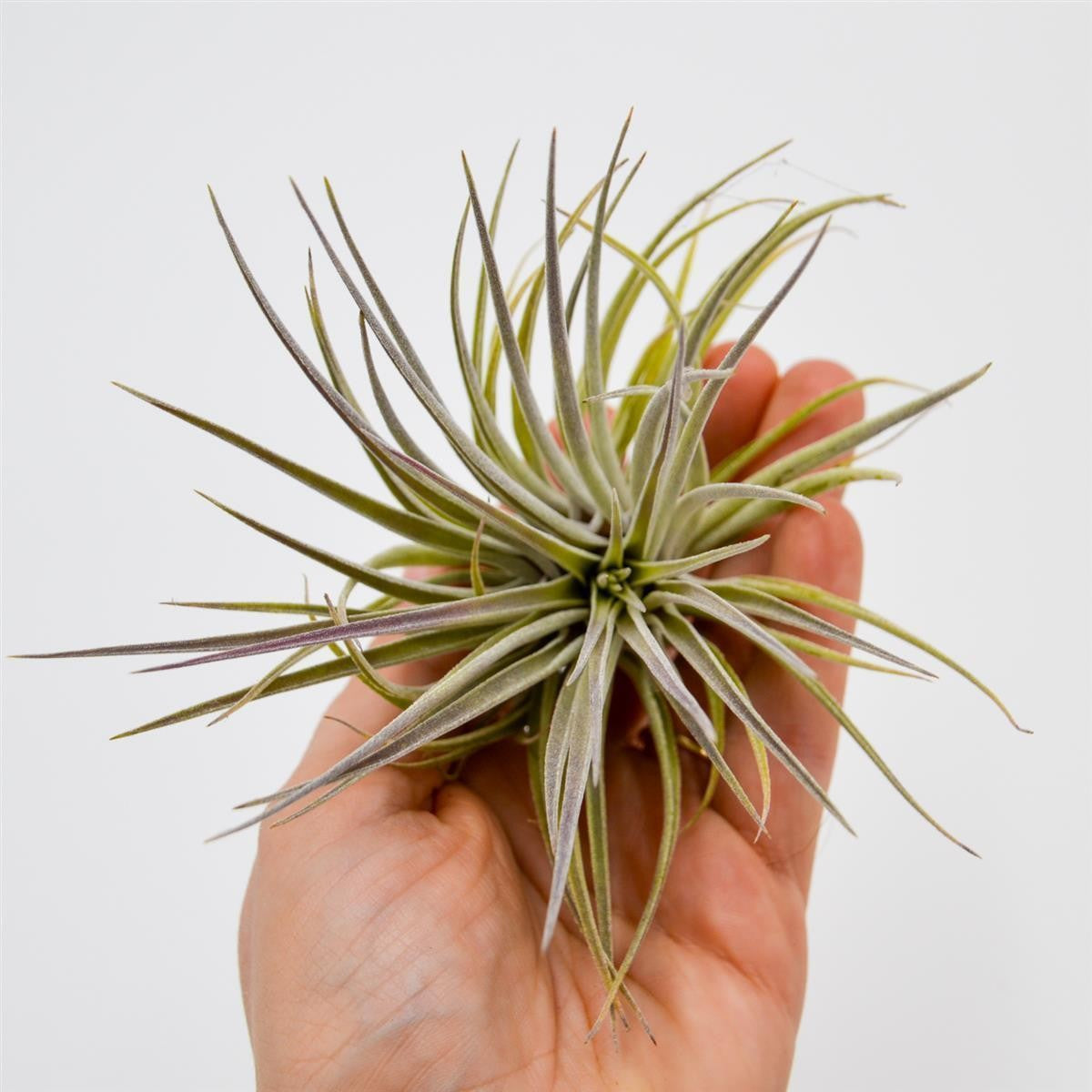 pasiora-tillandsia-plagiotropica-var-purple-bromelie-luftpflanze image 1