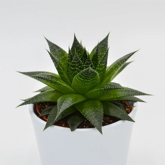 pasiora-aloe-ami-sukkulente-10-5cm-topf image 1