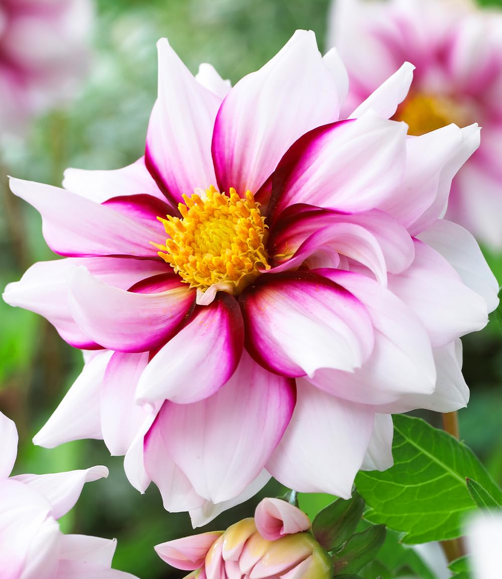 baldur-garten-dahlie-edge-of-joy-2-knollen-gr-e-i image 1