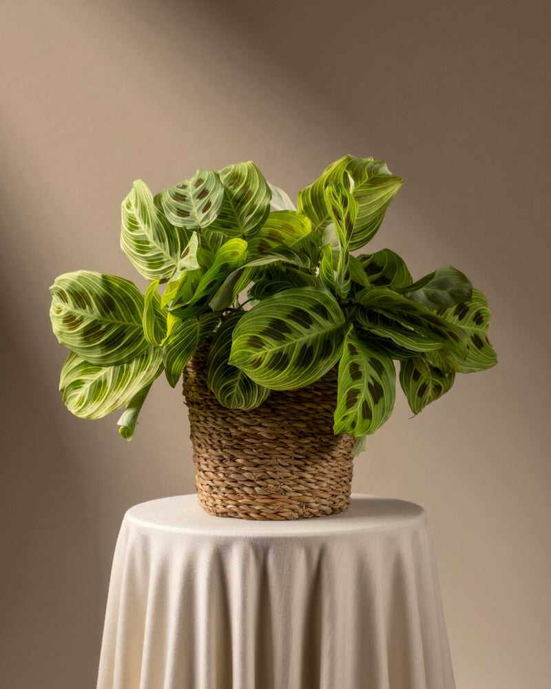 feey-maranta-light-veins-rarit-t-zimmerpflanze image 8