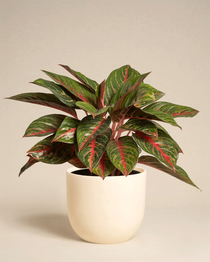 feey-aglaonema-red-emerald-kolbenfaden image 8