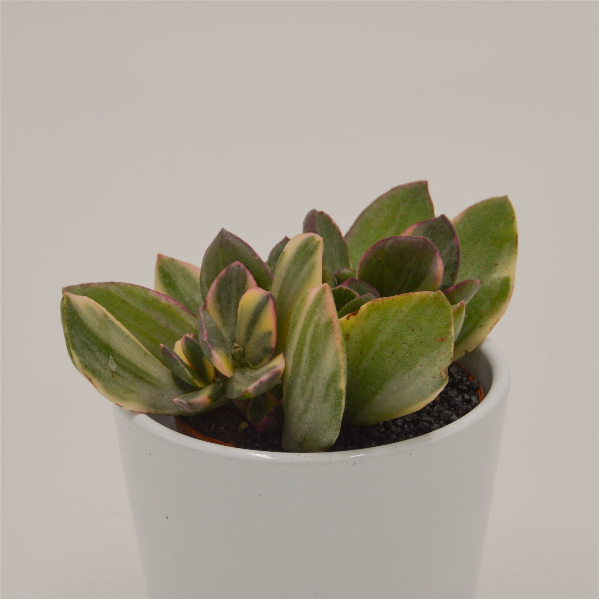 pasiora-crassula-ovata-f-variegata-8-5cm image 2