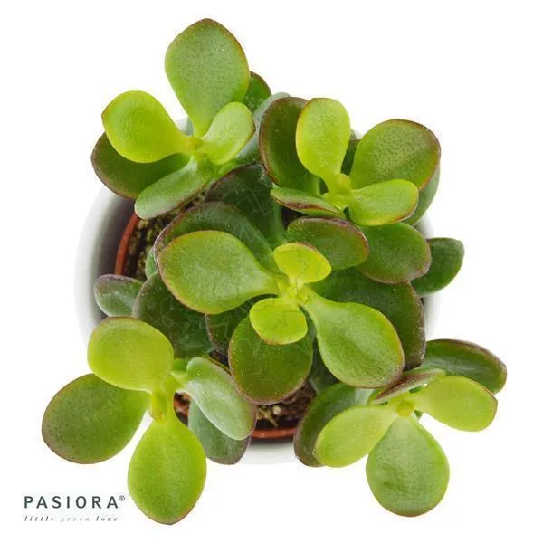 pasiora-crassula-minor-geldbaum-sukkulente-6cm image 1