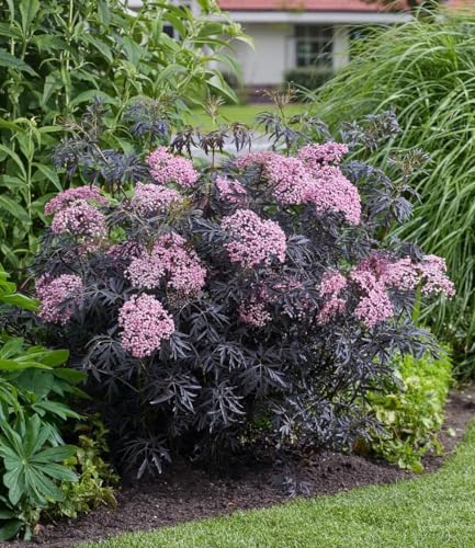 baldur-garten-terrassen-holunder-cherry-lace-im-9x9-cm-topf image 7