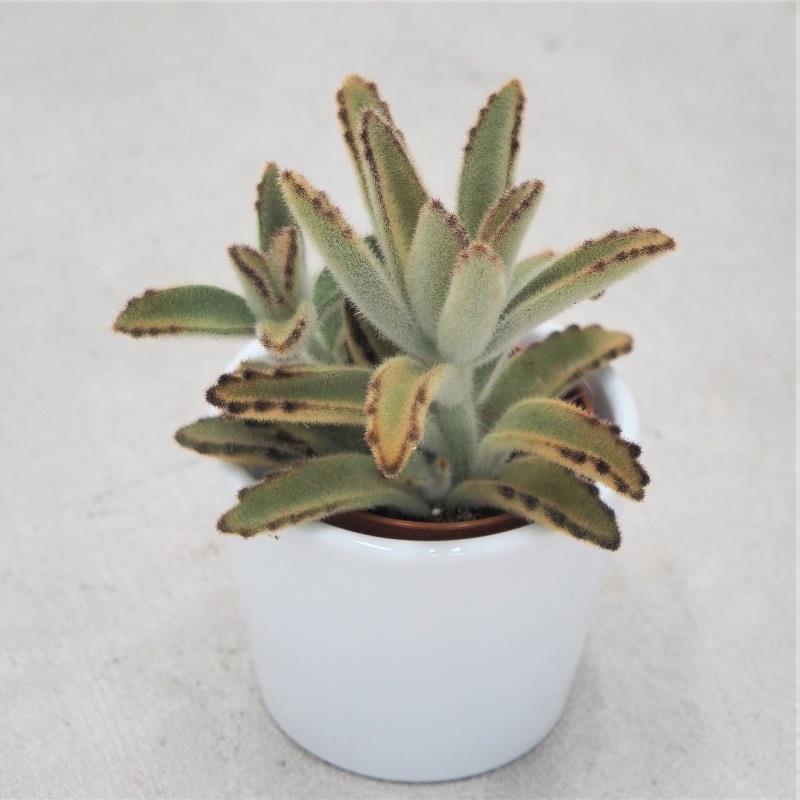 pasiora-kalanchoe-tomentosa-golden-girl-sukkulente-6cm-topf image 1