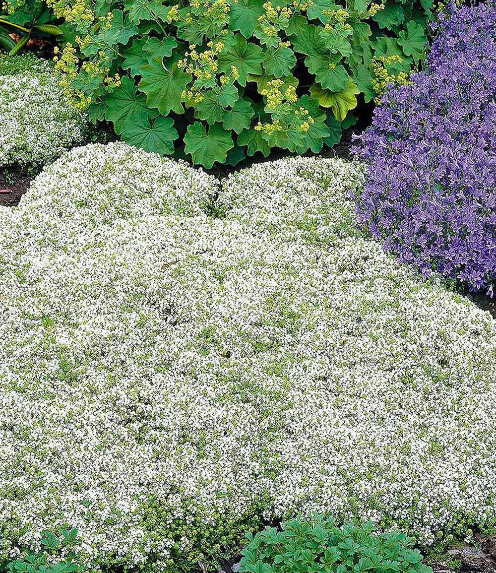 baldur-garten-bodendecker-set-thymian-9er-im-9x9-cm-topf image 5