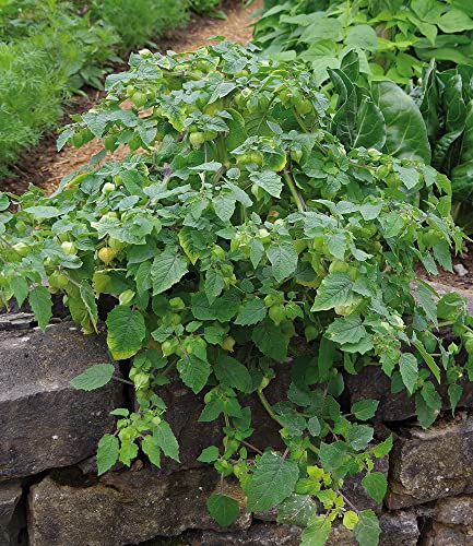 baldur-garten-physalis-preciosa-ananaskirsche-2-pflanzen-im-10-5-cm-topf image 8
