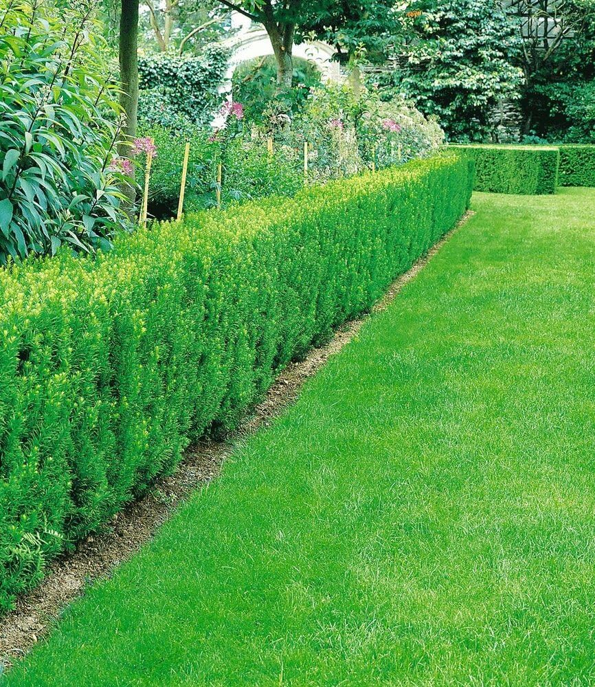 baldur-garten-eiben-hecke-taxus-baccata-im-9x9-cm-topf image 3