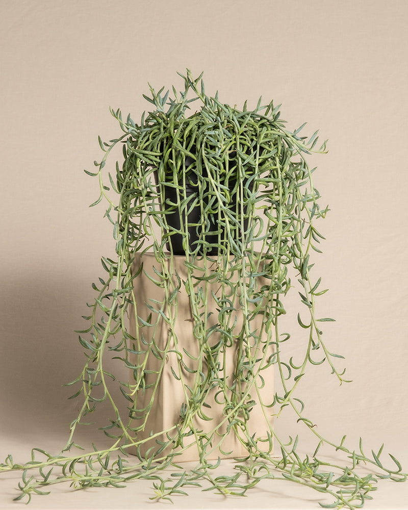 feey-senecio-radicans-string-of-bananas-h-ngepflanze image 3