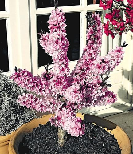 baldur-garten-zwerg-pfirsich-bonanza-obstbaum-im-3-liter-topf image 5