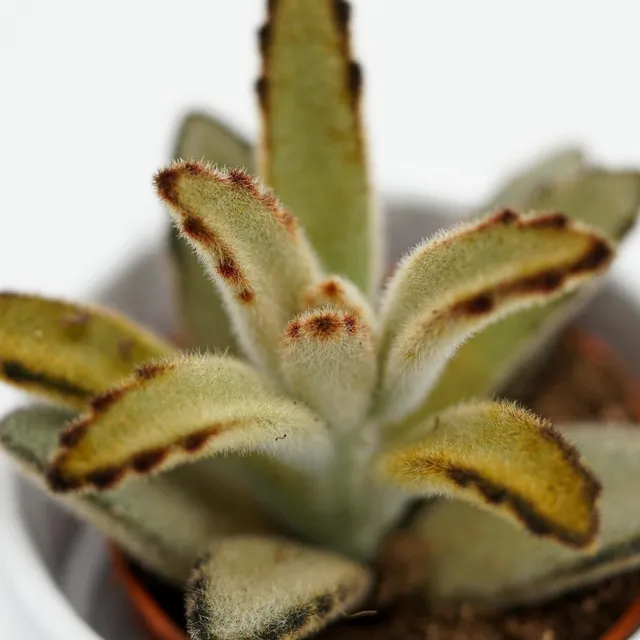 pasiora-kalanchoe-tomentosa-chocolate-soldier-sukkulente-6cm image 1