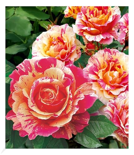 baldur-garten-delbard-malerrose-claude-monet-wurzelnackt image 5