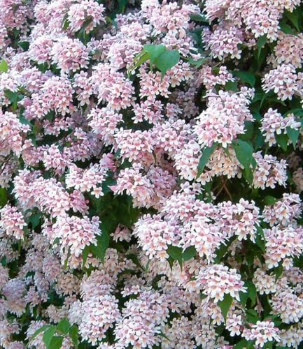 baldur-garten-rosa-perlmuttstrauch-im-9x9-cm-topf image 5