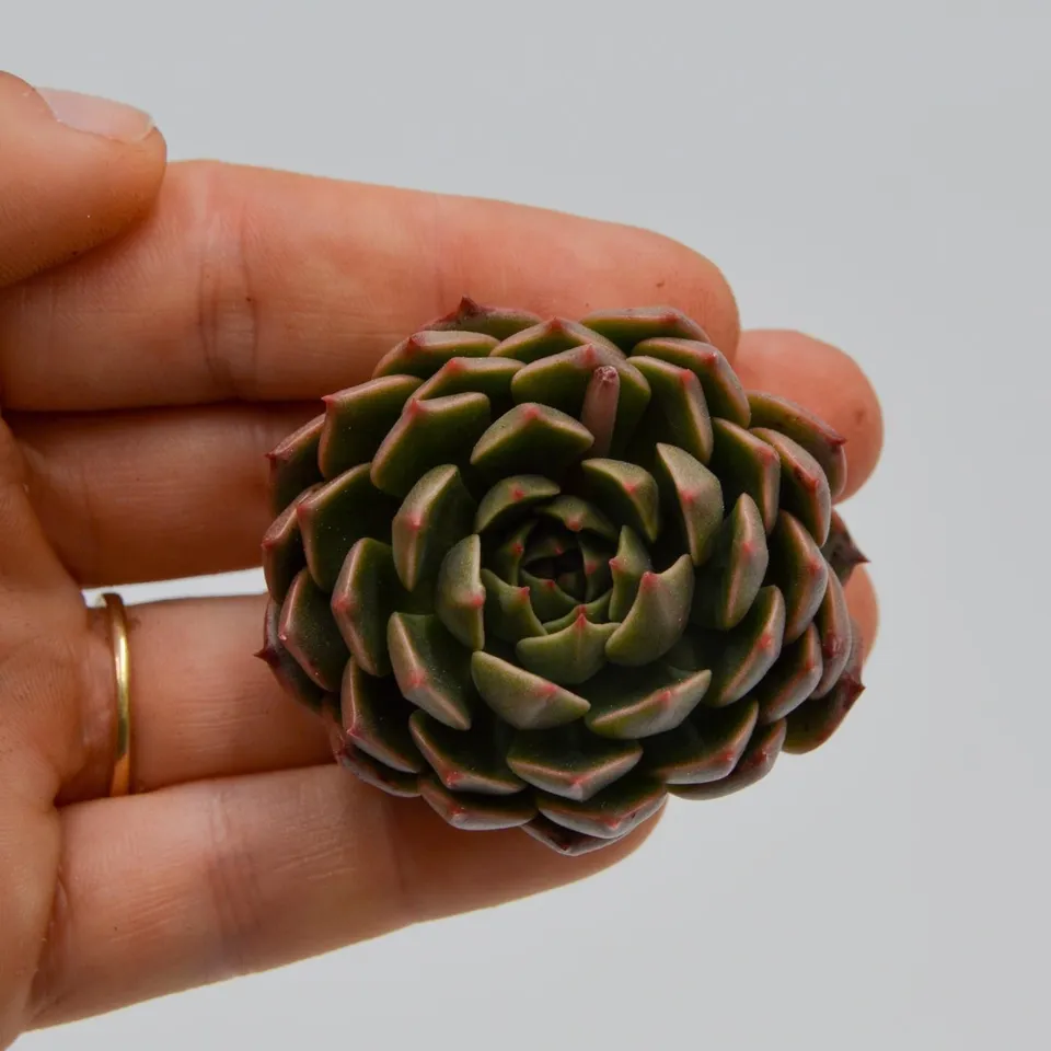 pasiora-echeveria-olivia-indoor-sukkulente image 1