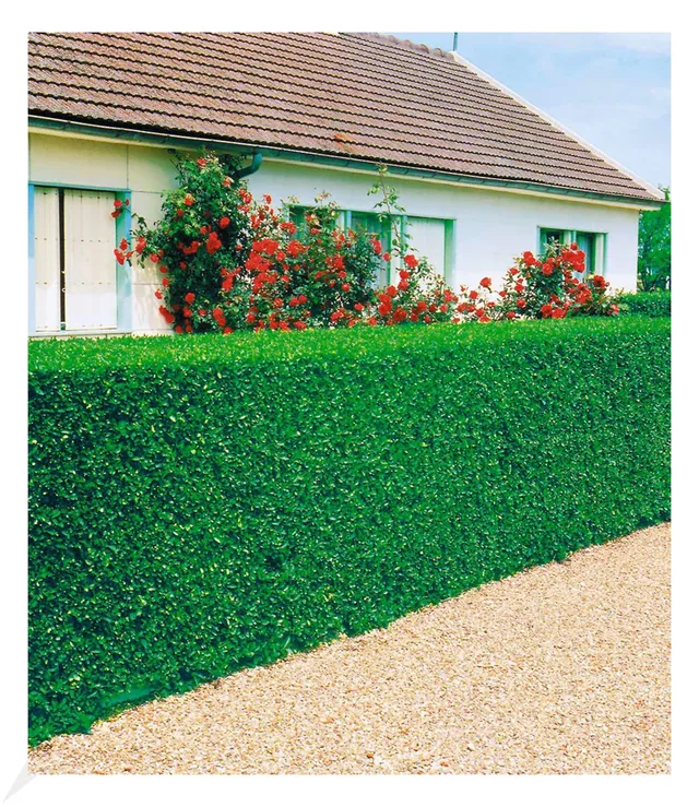 baldur-garten-3er-immergr-ne-liguster-hecke-wurzelnackt-50-60-cm image 1