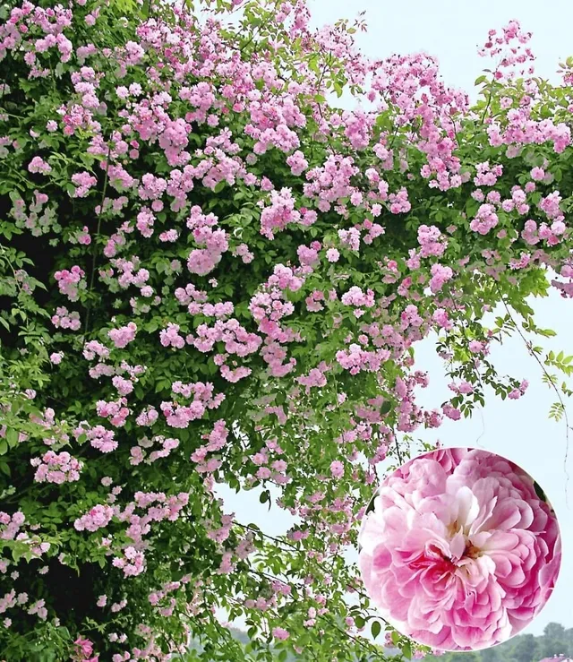 baldur-garten-rambler-rose-paul-s-himalayan-musk-rambler image 1