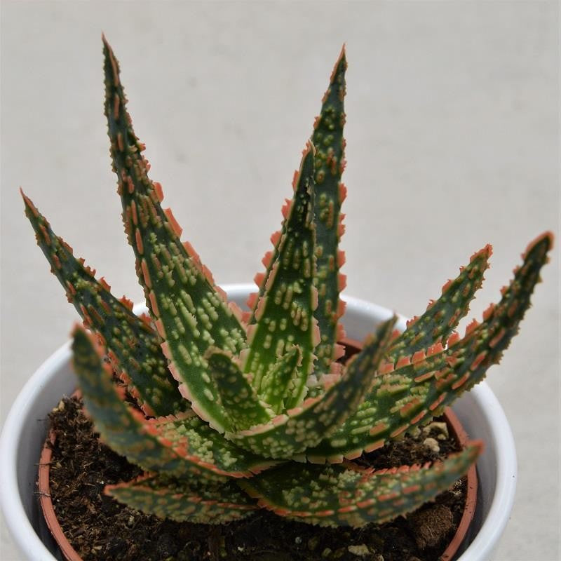 pasiora-aloe-zebrina-dannyz-sukkulente-im-10-5cm-topf image 1