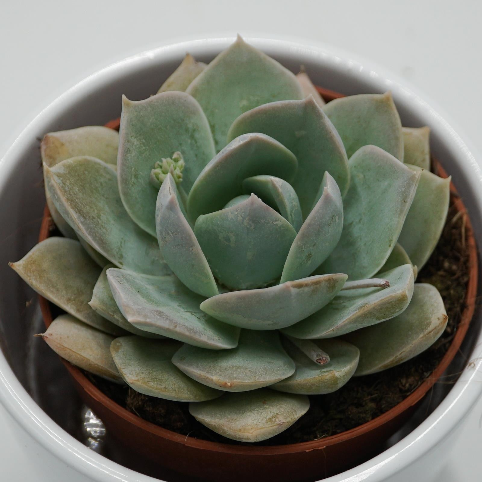 pasiora-sedum-suaveolens-sukkulente-8-5cm-topf image 1