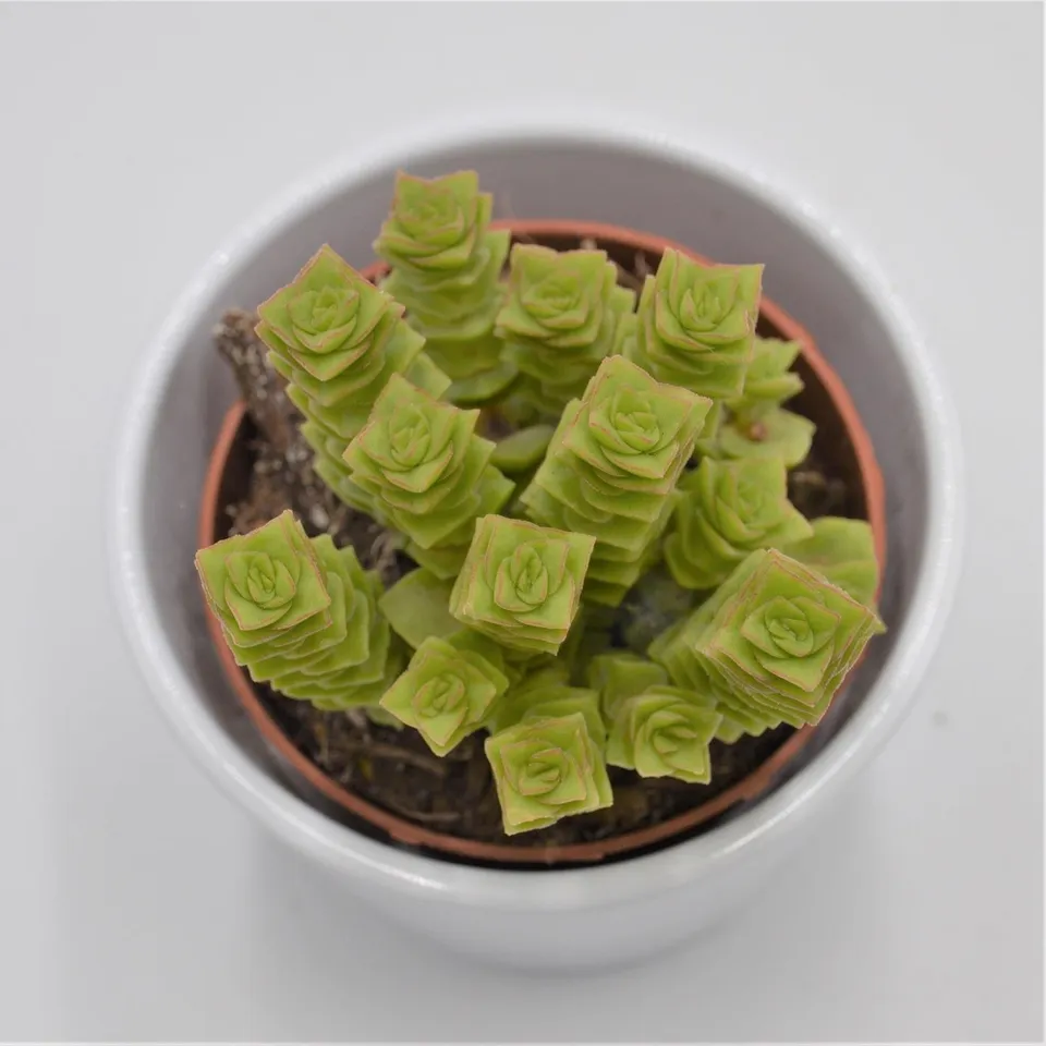 pasiora-crassula-green-pagoda-dickblatt-8-5-cm-topf image 1
