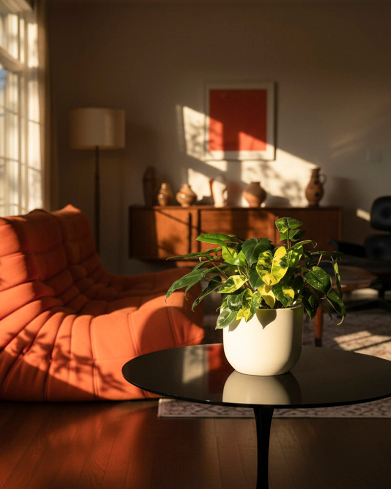 feey-philodendron-burle-marx-variegata-zimmerpflanze-rarit-t image 4