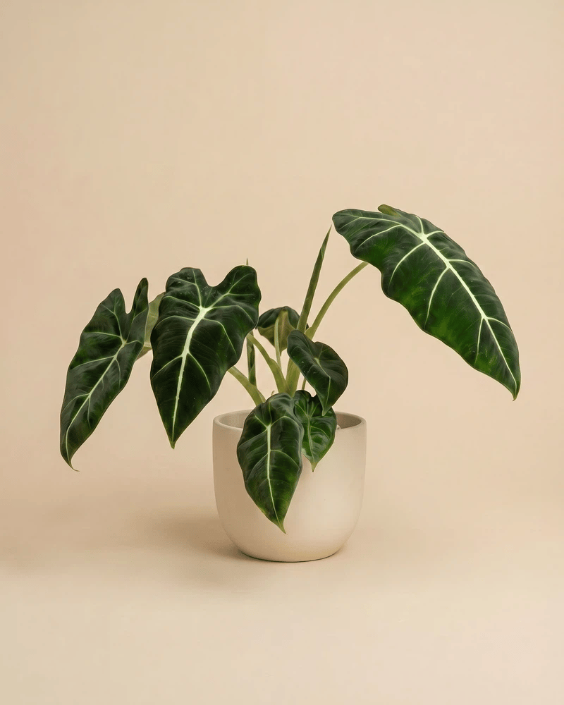 feey-alocasia-frydek-zimmerpflanze image 6