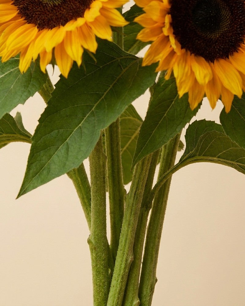 feey-sonnenblumen-schnittblumen-frische-helianthus image 2