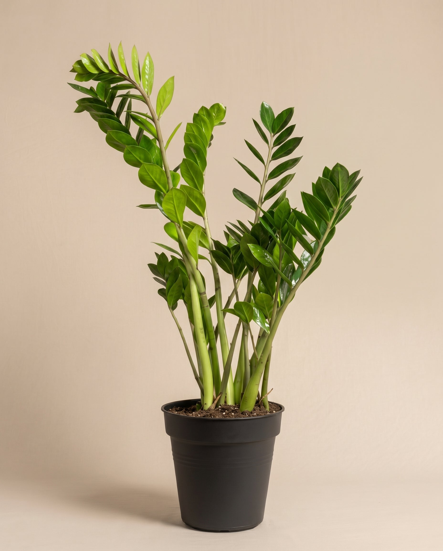 feey-gl-cksfeder-xl-zamioculcas-zamiifolia-gro image 3