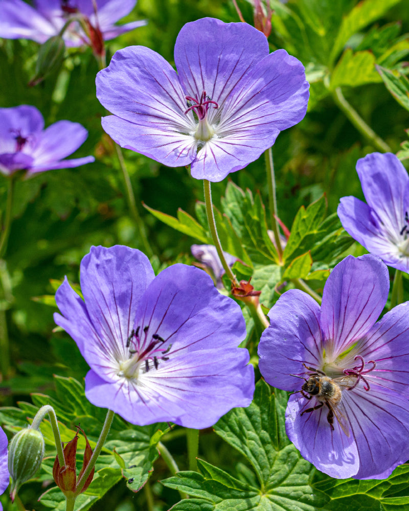 feey-geranium-blau-knollenpflanze-rhizome-f-r-garten-k-bel image 8