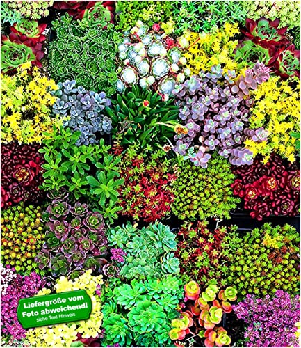 baldur-garten-6er-staudenbeet-trockenheits-k-nstler-im-9x9-cm-topf image 7