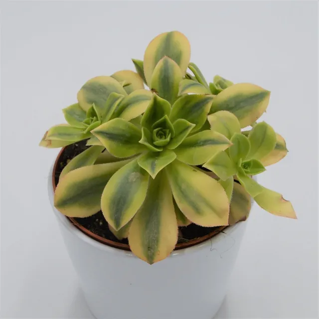 pasiora-aeonium-decorum-sunburst-rosette-13cm-topf image 1