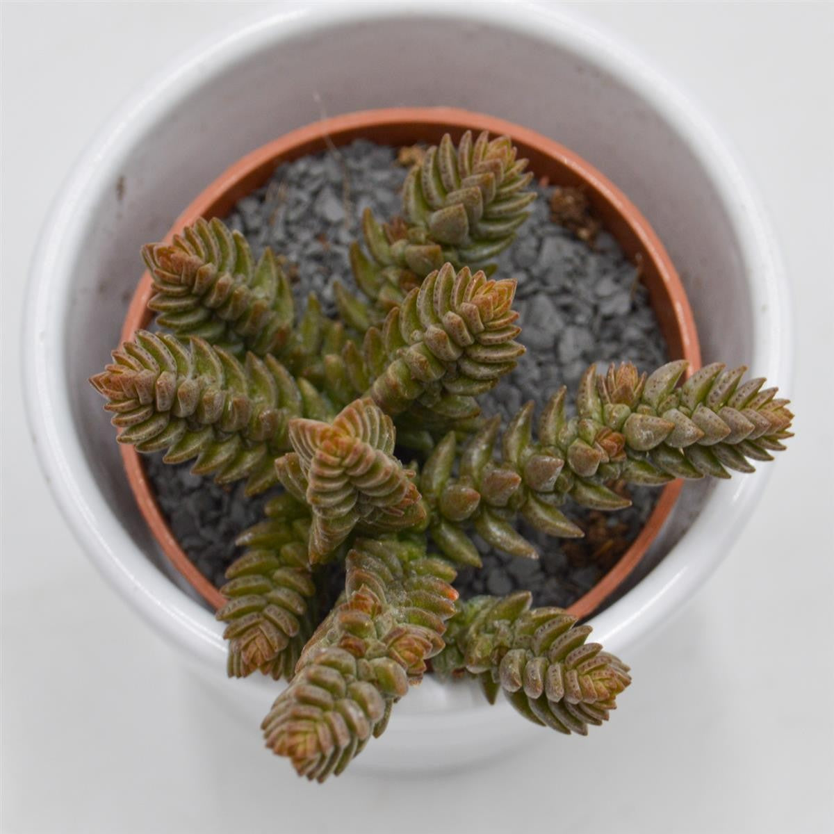 pasiora-crassula-muscosa-sukkulente-im-5-5cm-topf image 2