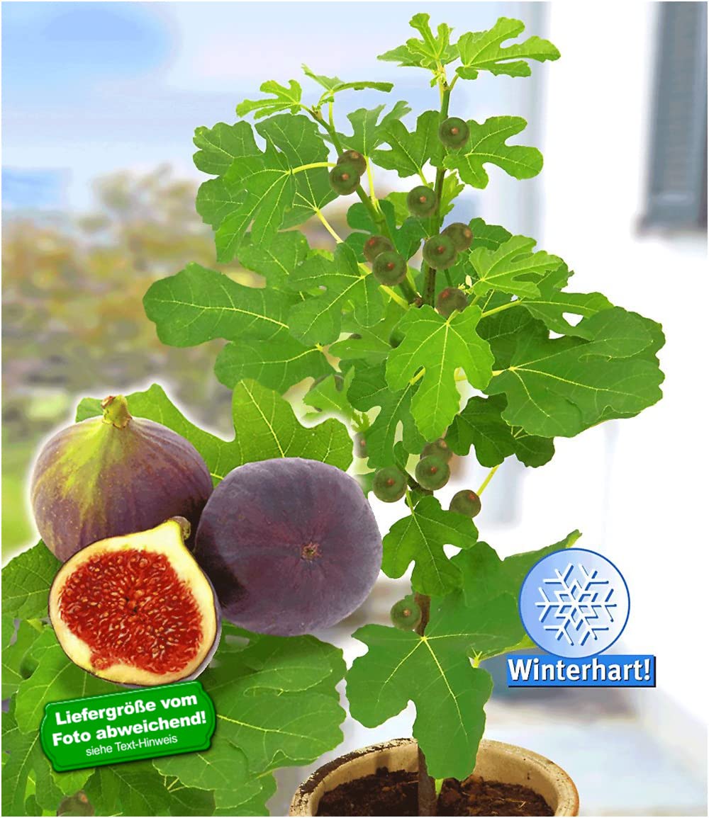 baldur-garten-frucht-feige-rouge-de-bordeaux-feigenpflanze-im-2-liter-topf image 3
