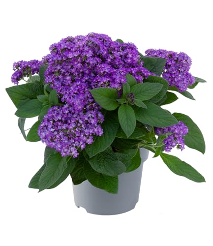 baldur-garten-3x-duft-vanilleblume-honey-blue-10-5-cm-topf image 4