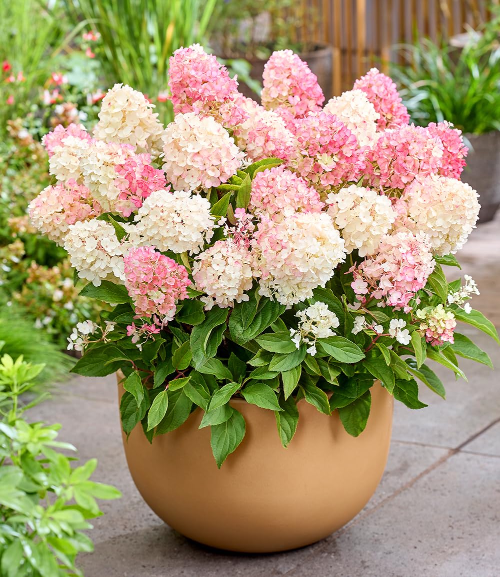 baldur-garten-rispen-hortensie-living-little-blossom-hydrangea-im-9x9-cm-topf image 3