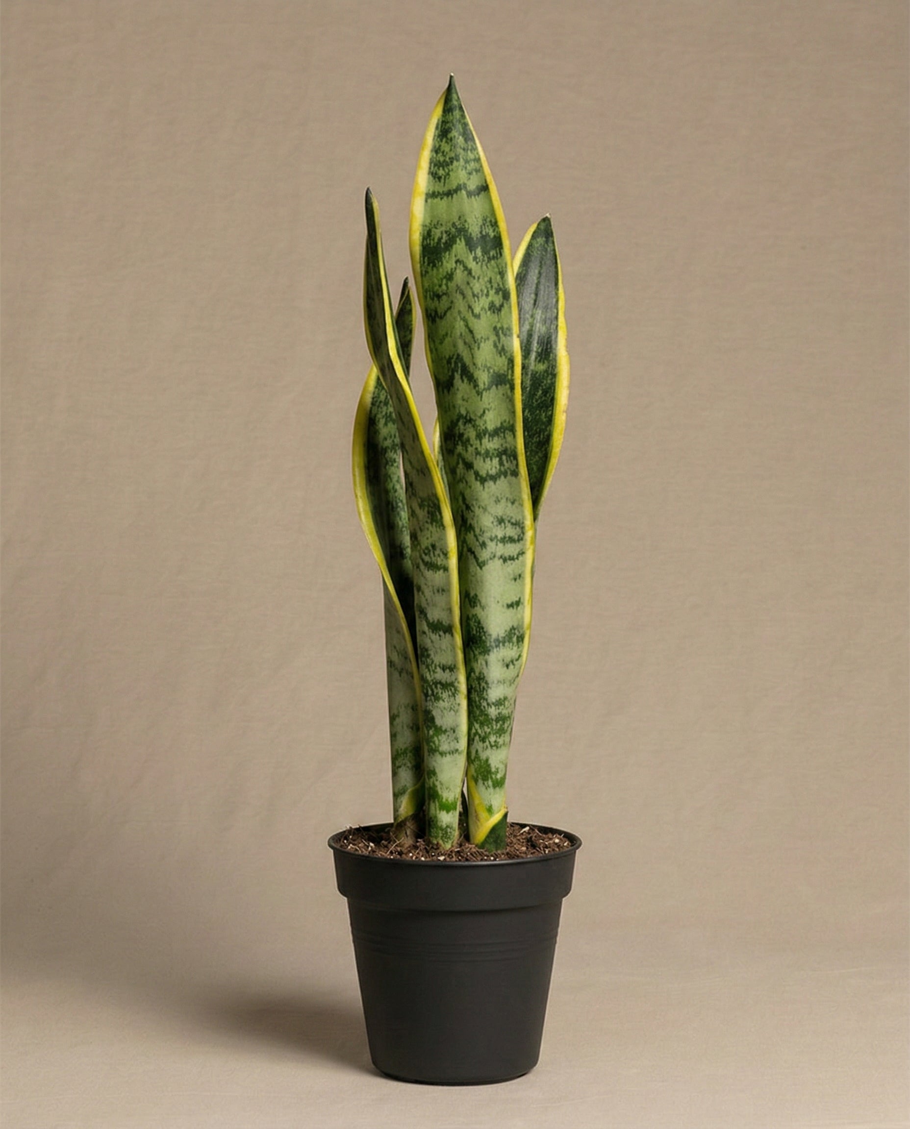 feey-kleine-schwiegermutterzunge-sansevieria-trifasciata-laurentii image 3