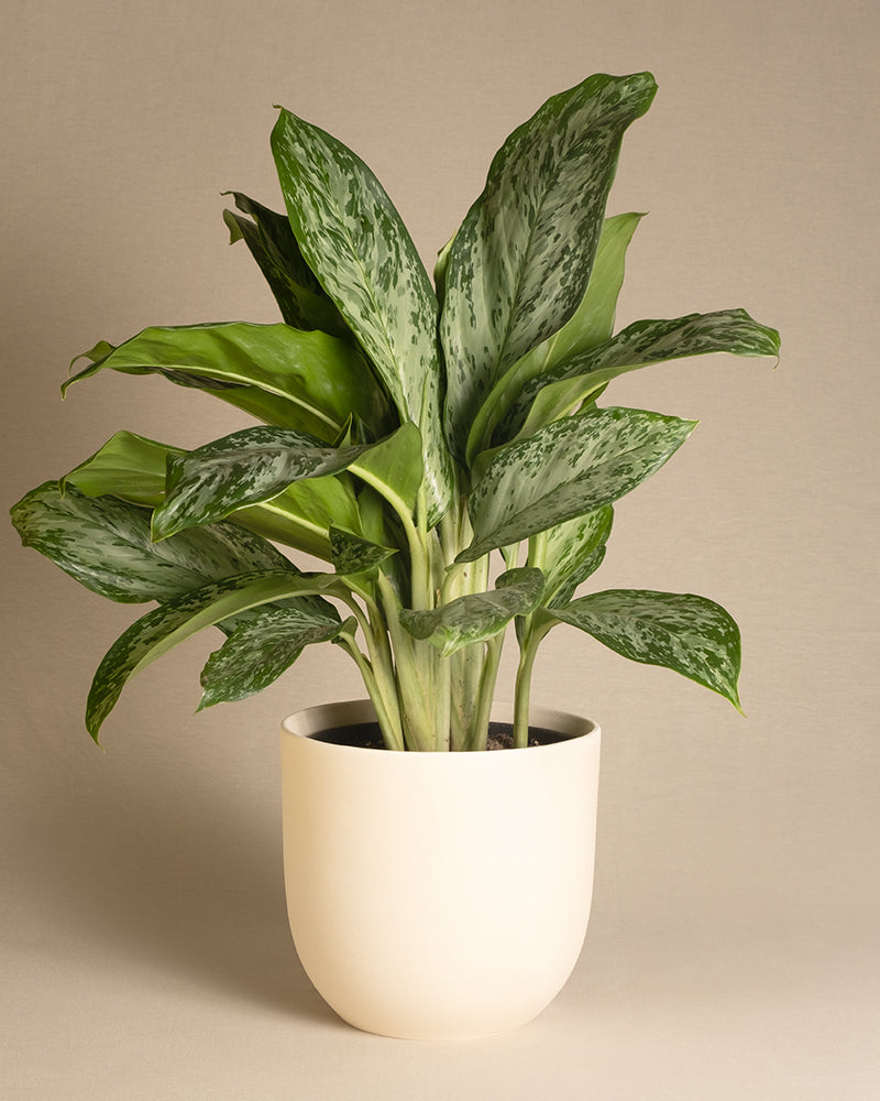 feey-aglaonema-greenlight-zimmerpflanze-50-60-cm image 6
