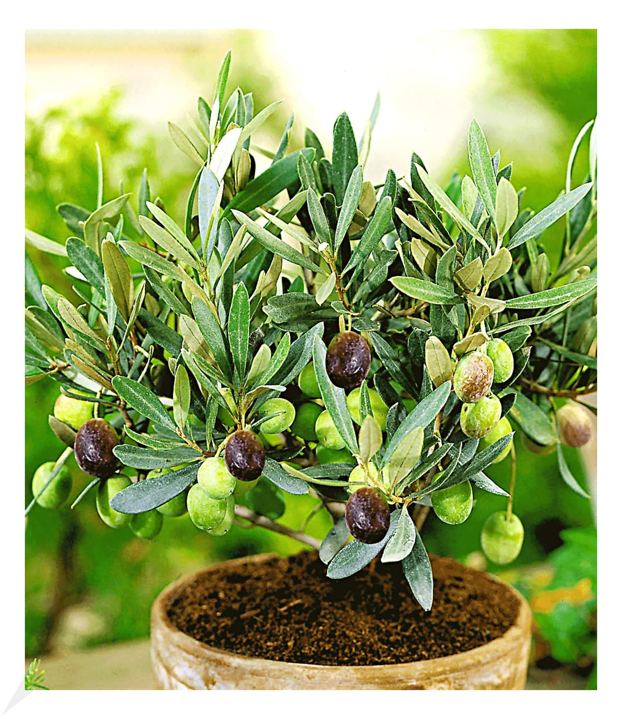 baldur-garten-olivenbaum-olea-europaea-im-12-cm-topf image 1