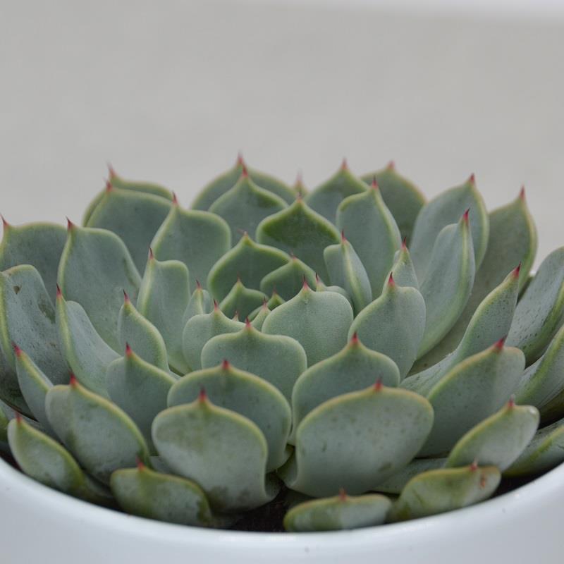 pasiora-echeveria-texensis-sukkulente-im-10-5cm-topf image 1