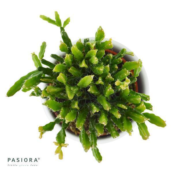 pasiora-rhipsalis-ewaldiana-korallenkaktus-6cm image 2