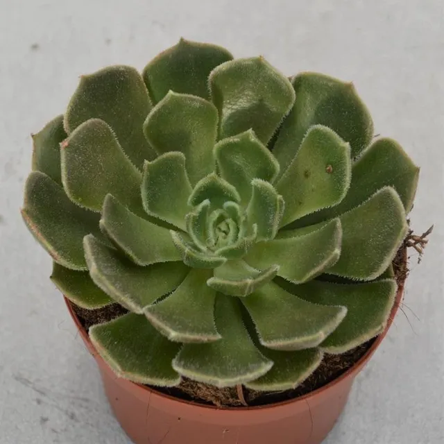 pasiora-echeveria-brown-rose-echeverie-9cm image 1