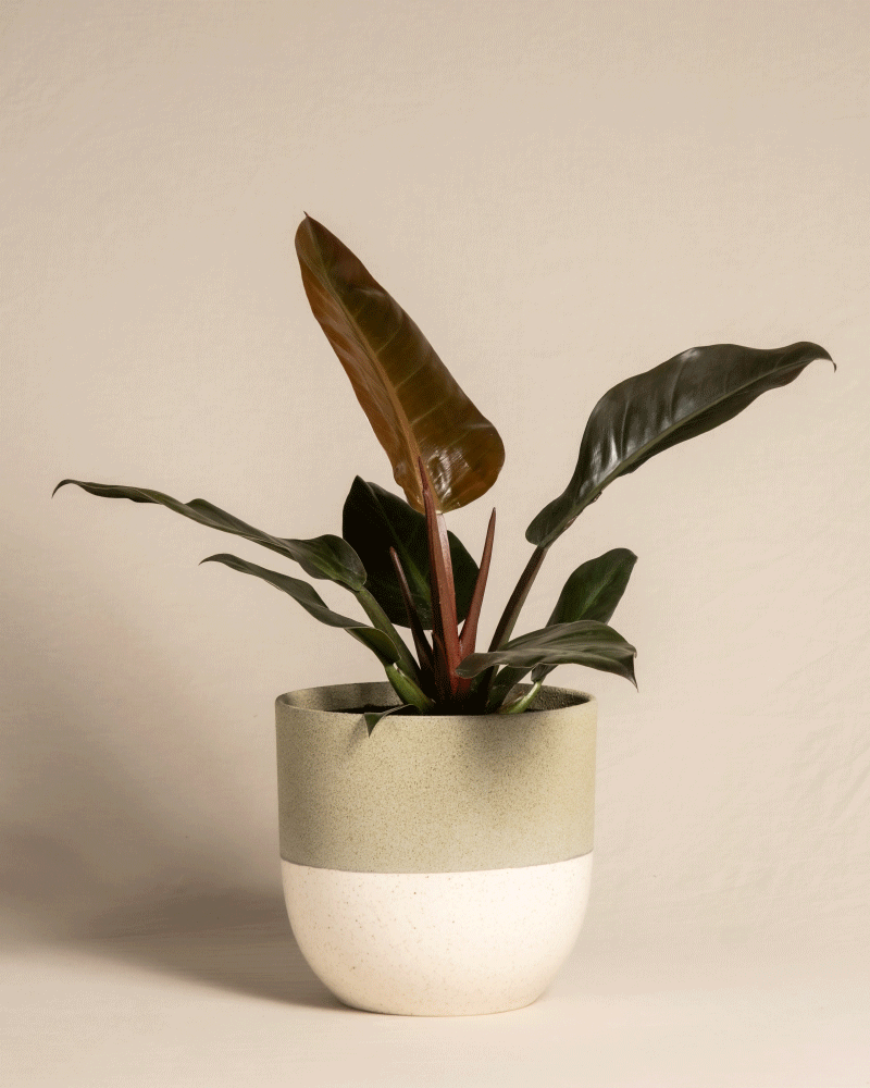 feey-philodendron-imperial-red-zimmerpflanze image 4