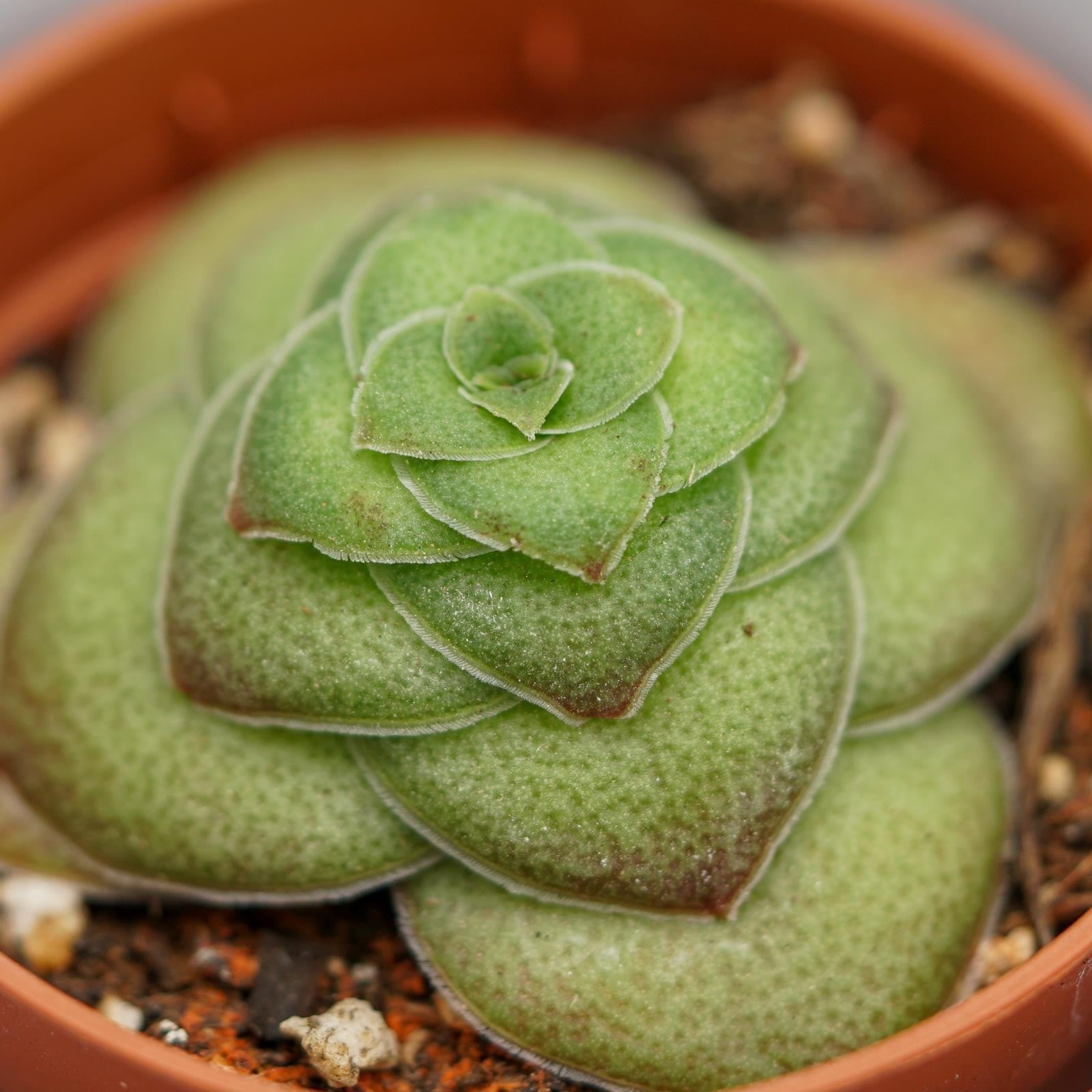 pasiora-crassula-capitella-v-turrita-sukkulente-5-5-cm-topf image 3