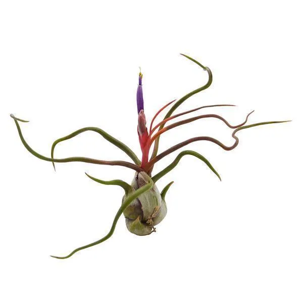 pasiora-tillandsia-bulbosa-regenwaldtillandsie image 1
