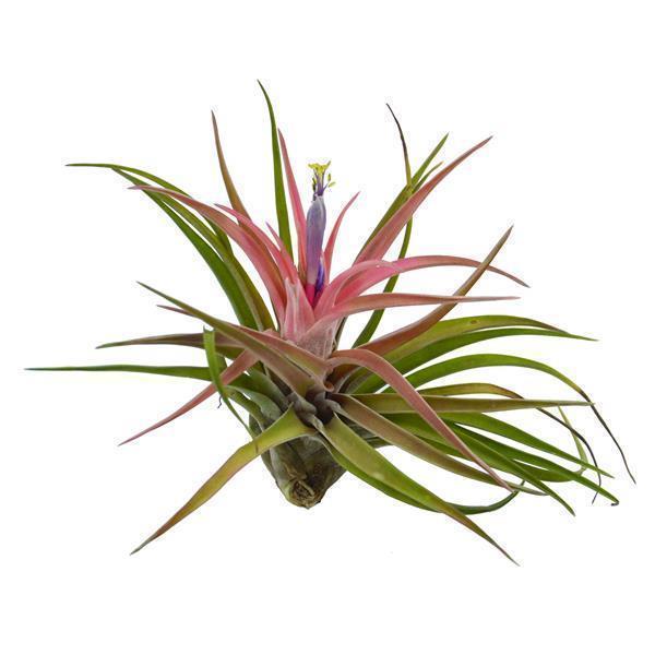 pasiora-tschakka-tillandsia-set-3-st-ck-kleine-tillandsien image 3