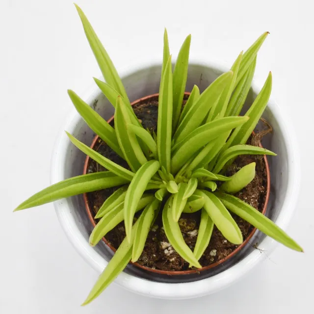pasiora-peperomia-ferreyrae-sukkulente-5-5cm-topf image 1